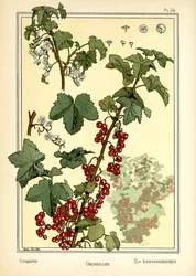 Die Johannisbeeren